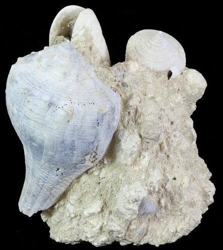 Tall Miocene Fossil (Gastropod) Cluster - France #70877